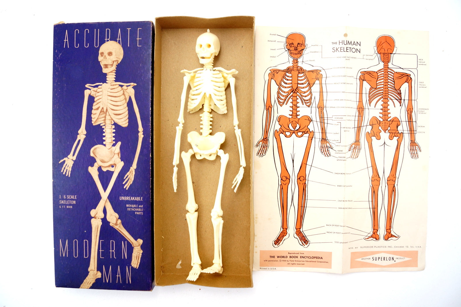 Vintage 1986 Anatomia Board Game Battat Games RARE Skeleton Model - COMPLETE