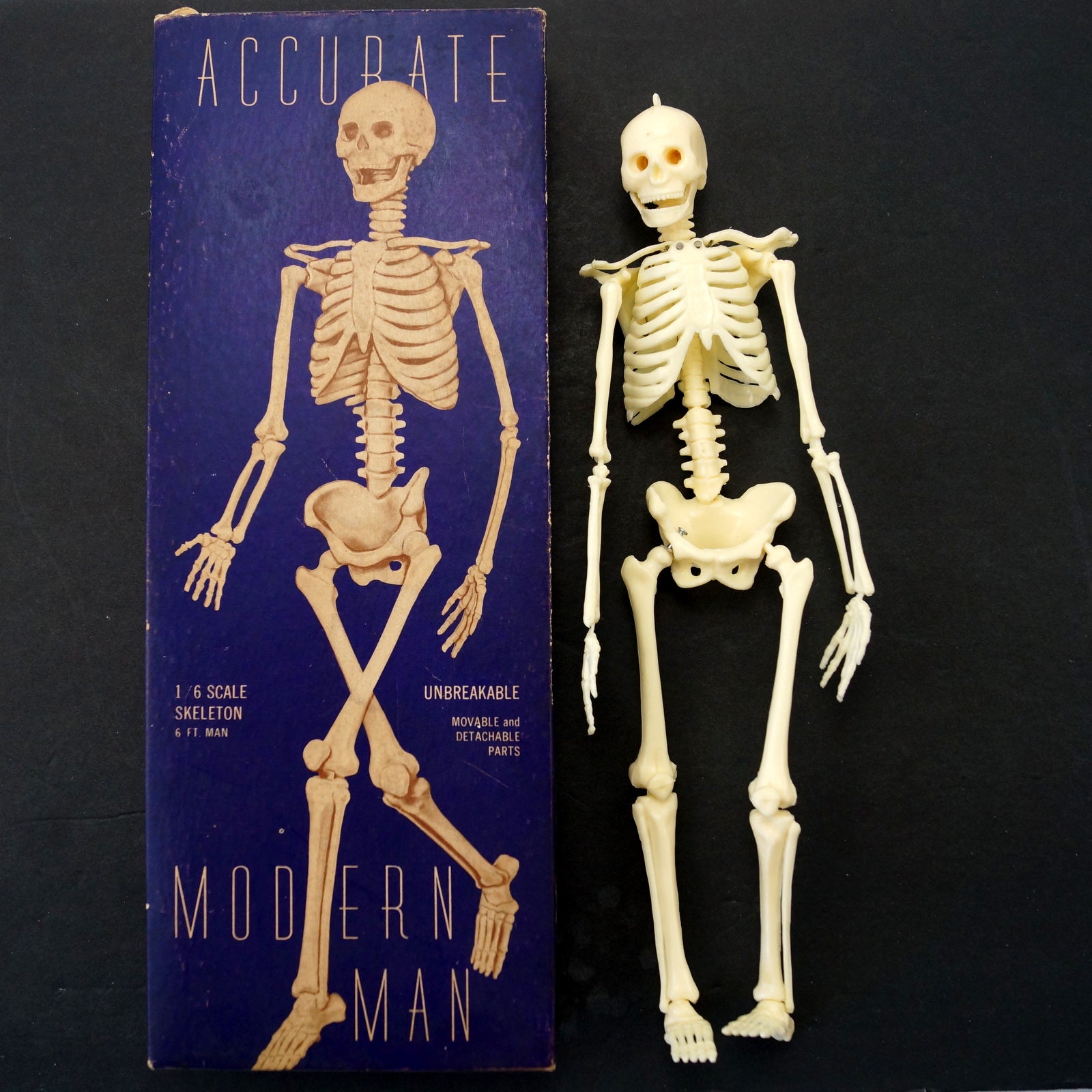 Vintage Human Skeleton Anatomy Model in Original Box, 1/6 scale